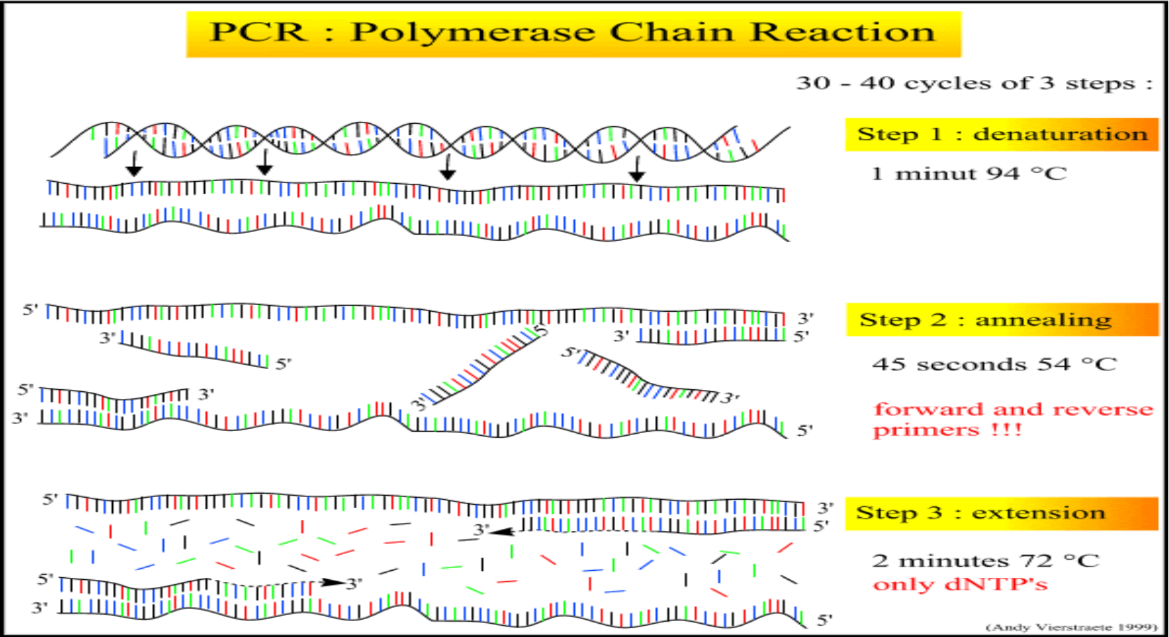 Giới thiệu về PCR và kỹ thuật realtime PCR